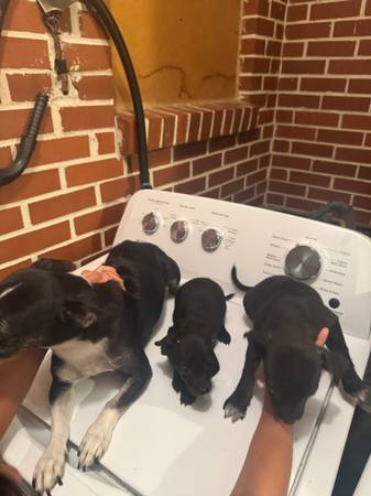 Rehomimg 5 chihuahua puppies (Decatur)63660366687361121