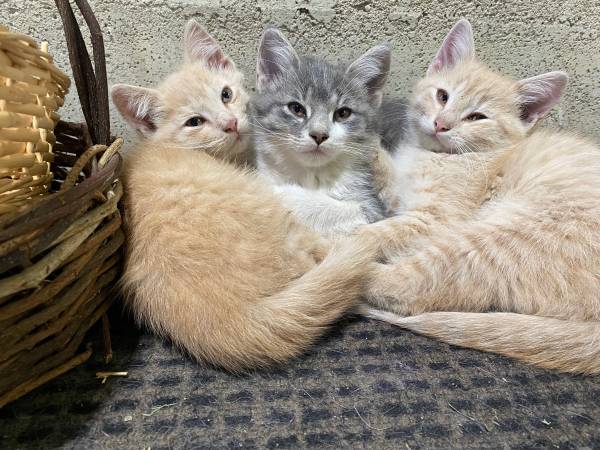 Cats/Kittens to rehome (Nicollet)