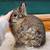 Netherland dwarf rabbits 5 thumbnail