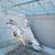 Pigeons 3 thumbnail
