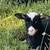 Sheep 5 thumbnail