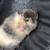 Guinea pig 2 thumbnail