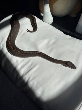 Ball Python (Salem MA)63892692028035122