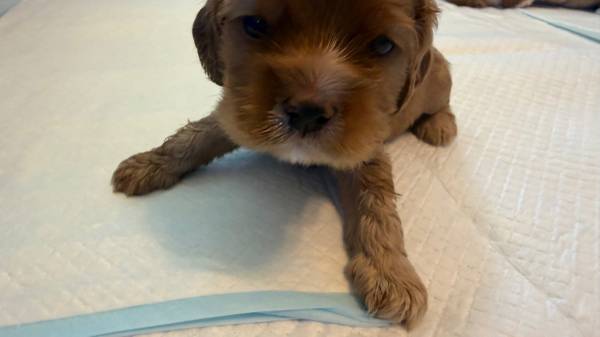 Female Cocker Spaniel Puppy Needs Home