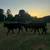 Cattle 3 thumbnail