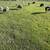 Sheep 1 thumbnail