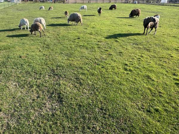 Sheep 1