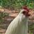 Rooster 2 thumbnail