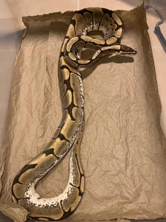High White Spider Calico 1