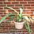 Choice of 9 Agave Americana - Century Plant 8 thumbnail