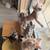 Kittens 7 thumbnail