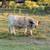 White Dexter Heifers and Bulls Sell or Trade 5 thumbnail