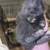 Baby Mini Lop bunnies 5 thumbnail