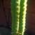 Trichocereus cactus plants 2 thumbnail