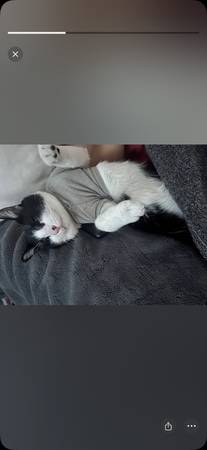 Rehoming tuxedo cat602443372173076481