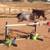 Mini horses 8 thumbnail