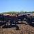 90 Fall Bred Cows -Red & Black Angus, Red & Black Baldy 14 thumbnail