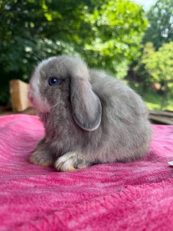Conejos Holland Lop521717323211755521