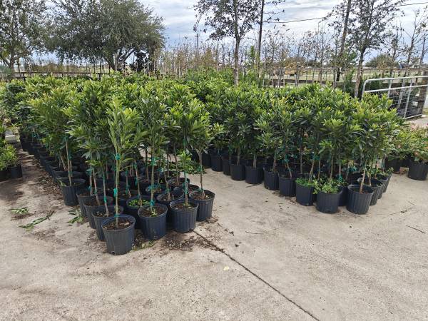 Japanese Blueberry trees 3 gallon 1