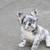 French bulldog puppy 3 thumbnail