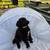 Sheltie mix puppy 5 thumbnail