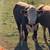 Hereford bulls 1 thumbnail