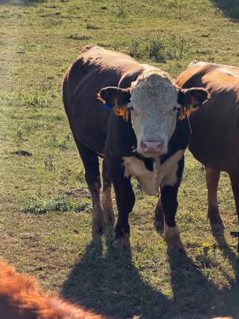 Hereford bulls 1