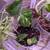 Many cheap plants 2 thumbnail