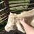 Charolais Yearling Bull 2 thumbnail