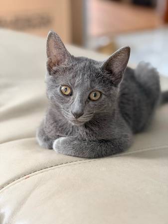 Mix Russian blue and British shorthair cat (Valley Stream)