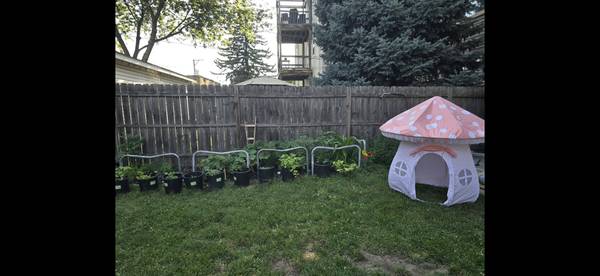 Outdoor kid mushroom tent 1