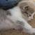 Adorable kittens 6 wks. Old 4 thumbnail