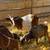 Boer x Nubian 5 month male buckling Goat 5 thumbnail