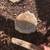 Cute Vintage Seashell Stepping Stones/Landscaping/Side Yard/Patio/Pool 4 thumbnail