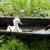 Mandrain ducks 2 thumbnail