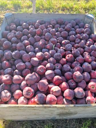 2 bins Red Delicious Apples (Yakima) 1