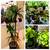 So Many Pretty Plants, starting at $5 18 thumbnail