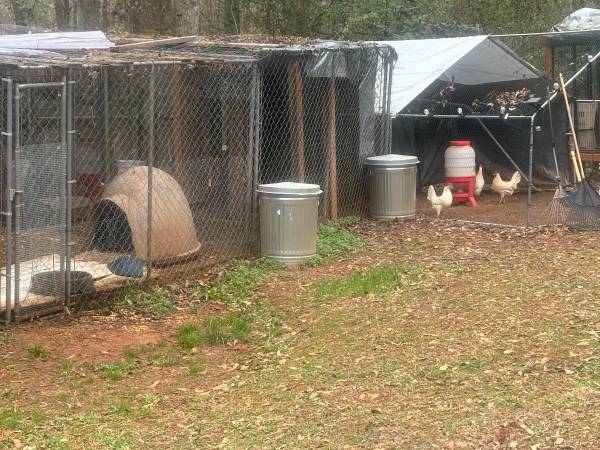 Chickens,Ducks,Rabbits,Goats & Pigs 1