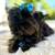 6 Month Old Yorkshire Terrier Puppies 1 thumbnail