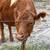 Mid size cow 4 thumbnail