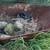 Old wheel barrows 2 thumbnail