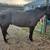 Horse clipping, plaiting/braiding, and sheath cleaning 5 thumbnail
