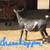 ADGA Nigerian Dwarf Does. Forced to Downsize 5 thumbnail