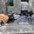 Kittens, kittens, kittens 1 thumbnail