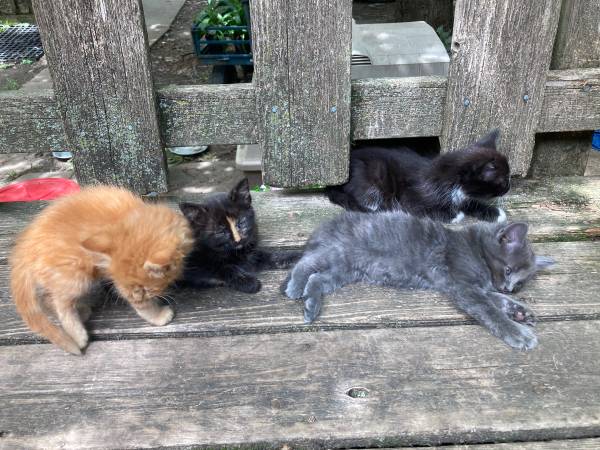 Kittens, kittens, kittens 1