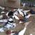 Fancy Pigeons For Sale Cappuccinos Turkish German Owls Rollers+++ 10 thumbnail
