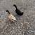 Ducks & Chicken 5 thumbnail