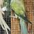 Indian Ringnecks 17 thumbnail