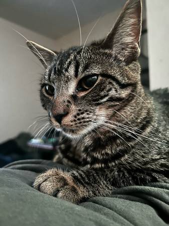 Gata atigrada hembra busca buen hogar (Rochester)63902739791747123
