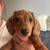 dachshund 1 thumbnail